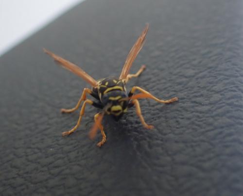 Polistes dominula